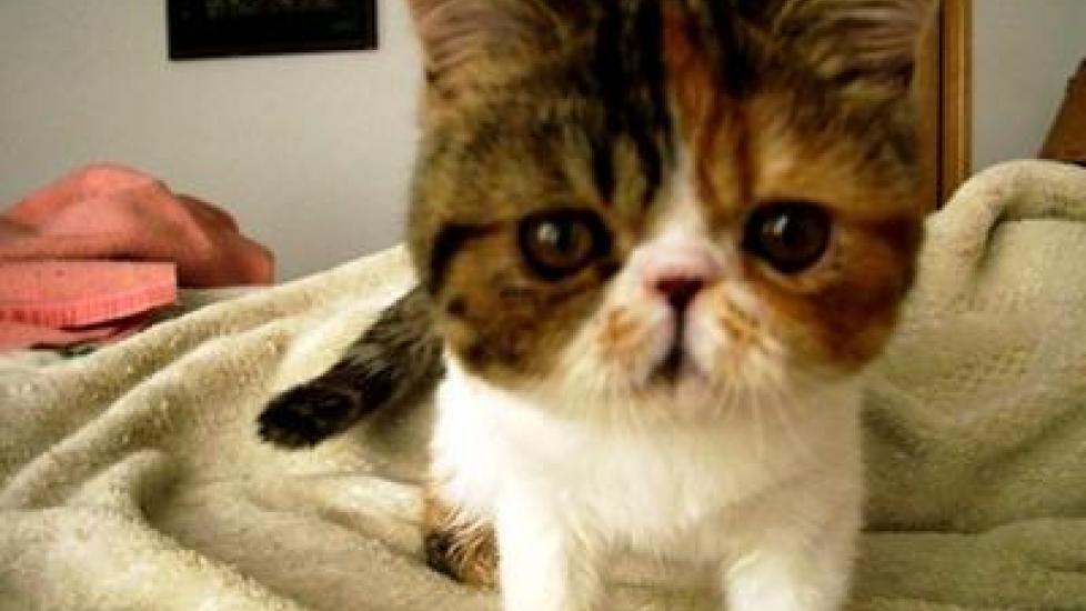 Exotic Shorthair